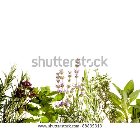Mediterranean herbs on pure white background: lavender, sage, oregano, thyme. Spring and summer concept; cooking concept. Copy space. Royalty-Free Stock Photo #88635313