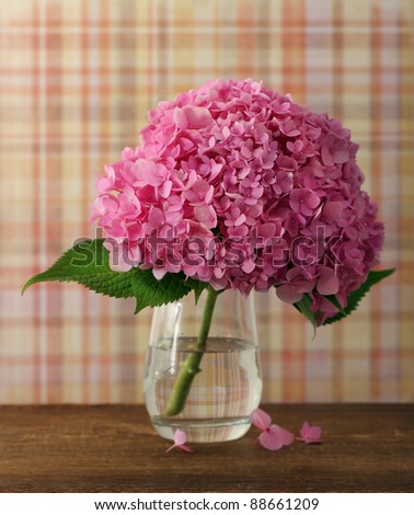 Beautiful blossoming pink hydrangea in the vase