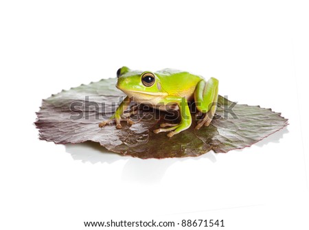 White-lipped tree frog or Litoria Infrafrenata sitting on a leaf Royalty-Free Stock Photo #88671541