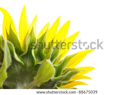 yellow sunflower isolated on white background showing summer concept