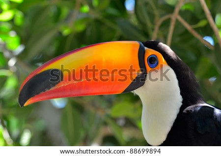 toucan outdoor - Ramphastos sulphuratus