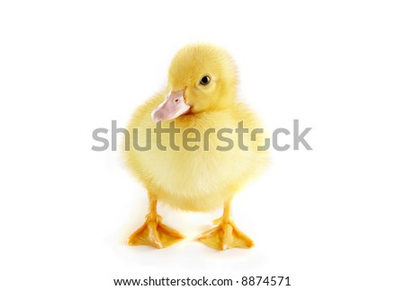Four days old easter duckling looking cute Royalty-Free Stock Photo #8874571