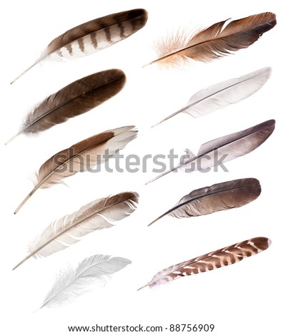 set of different feathers isolated on white background Royalty-Free Stock Photo #88756909