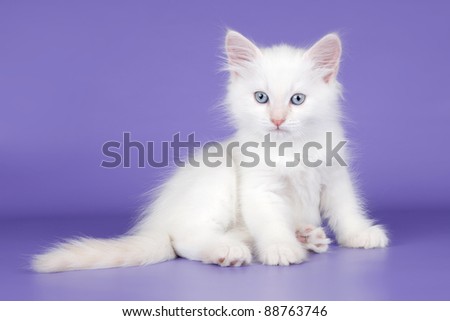 Siberian kitten on purple background