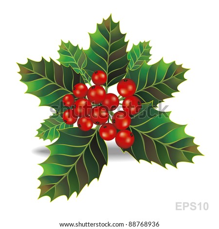 Beautiful holly christmas branch and berry. Vector illustration