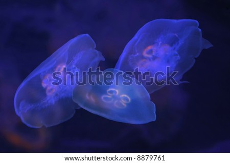 A picture of three jellyfish taken in the keys