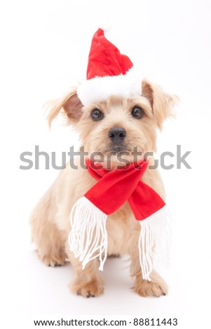 Norfolk terrier dog at Christmas, isolated on white background