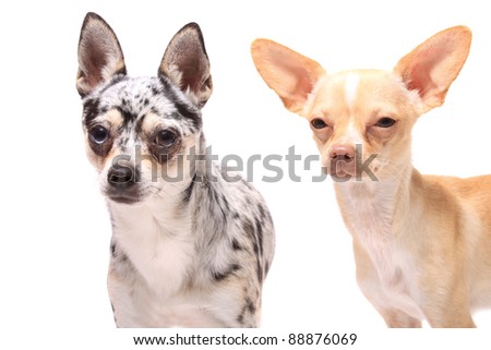 Two cute little chihuahua dogs portrait on a white background