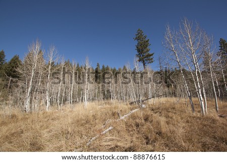Forest pine trees with blue sky copy space