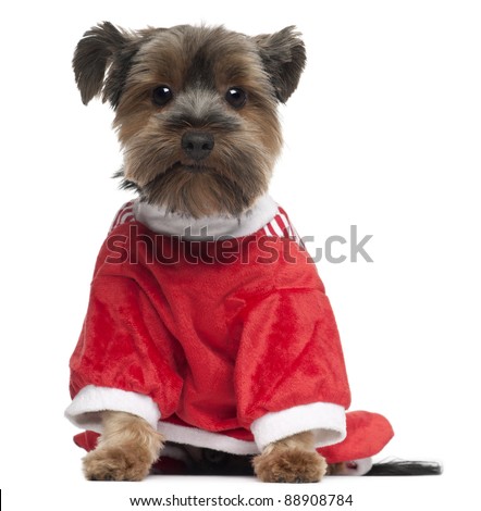 Yorkshire Terrier wearing red, 2 years old, sitting in front of white background