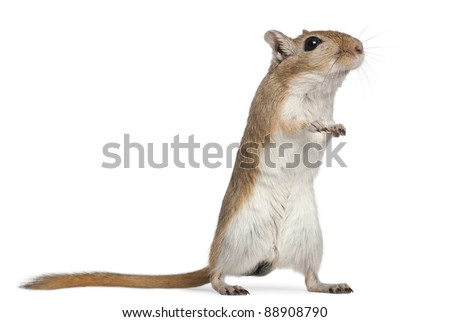 Gerbil, 2 months old, in front of white background