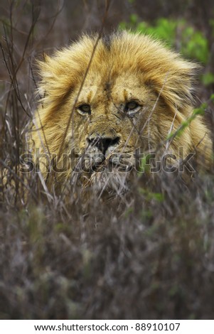 lion in the kruger national park