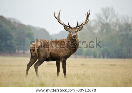 Portrait of majestic powerful adult red deer stag in Autumn Fall forest Royalty-Free Stock Photo #88912678