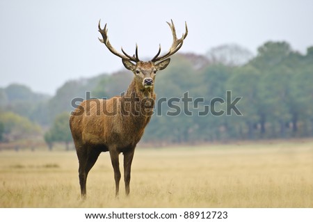 Portrait of majestic powerful adult red deer stag in Autumn Fall forest Royalty-Free Stock Photo #88912723