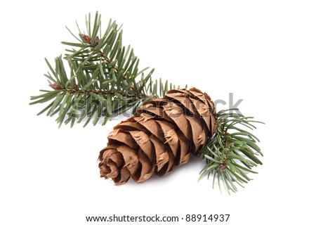 Pine cone with green brunch on white background