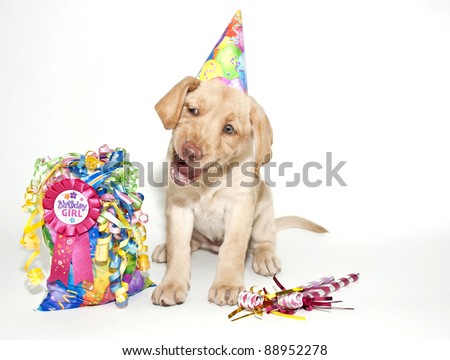 Birthday Lab puppy making a funny face and looks like she is singing happy Birthday, on a white background.