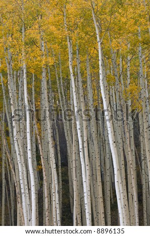 Autumn aspens (Populus tremuloides) near Vail, Colorado, USA