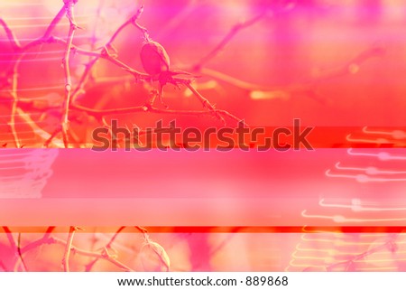 graphic background of winter berries on warm texture