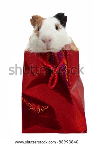 guinea pig in a red gift bag