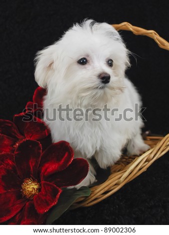 Maltese Puppy in basket with red flowers.