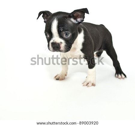 Boston Terrier puppy that looks like he just got himself in trouble for something and is sorry, on a white background.