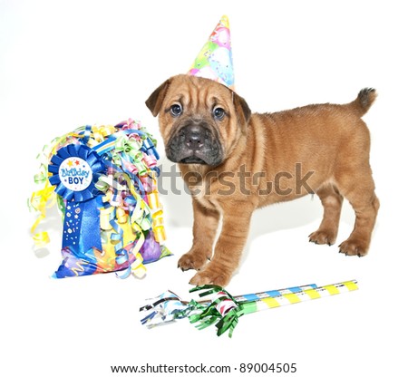 Birthday Shar pei wearing a birthday hat standing with a gift bag, on a white background.