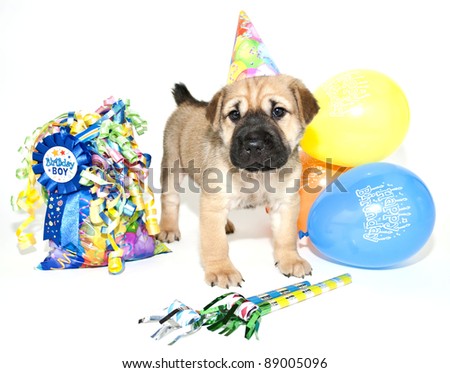 Birthday Shar pei wearing a birthday hat standing with a gift bag and balloons, on a white background.