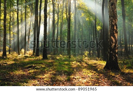 Morning in old beech forest. Central Poland.