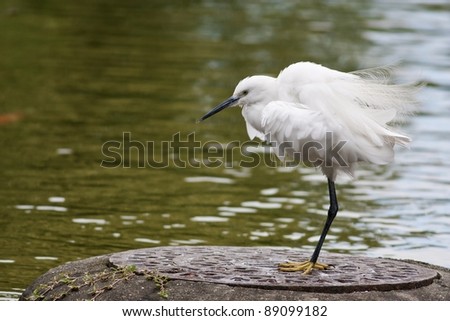 beautiful white bird Little Egret rest stand on rock