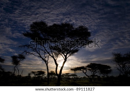 Tree at the sunset in Africa
