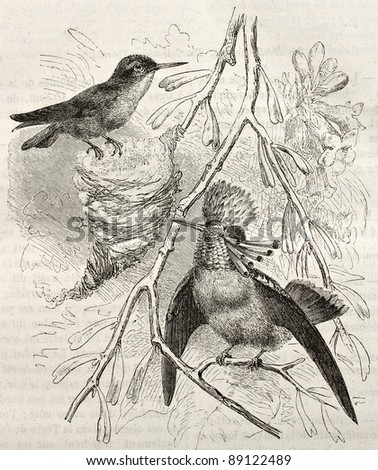 Tufted Coquette old illustration (Lophornis ornatus). Created by Kretschmer and Illner, published on Merveilles de la Nature, Bailliere et fils, Paris, ca. 1878