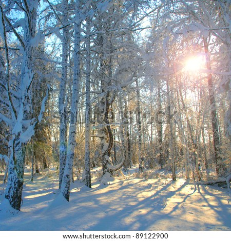 Morning sun in the winter forest.