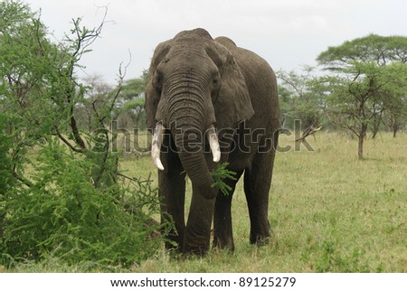 Picture of a strong elephant eating