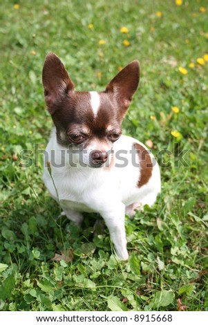 chihuahua on the green grass in the spring