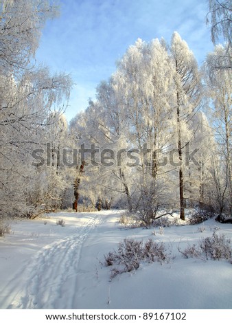 Winter landscape with traces of sledge and snow trees.