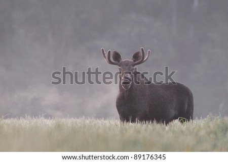Moose bull in the mist