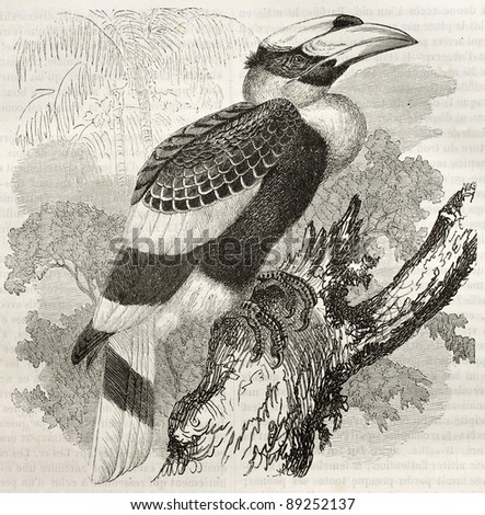 Great Hornbill old illustration (Buceros bicornis). Created by Kretschmer and Illner, published on Merveilles de la Nature, Bailliere et fils, Paris, ca. 1878