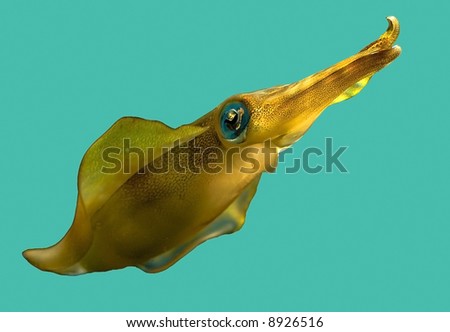 Cute yellow squid watching camera with its green eye