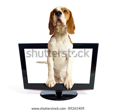 Dog getting out of the monitor , saved clipping path.