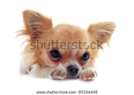 portrait of a cute purebred  puppy chihuahua tired  in front of white background