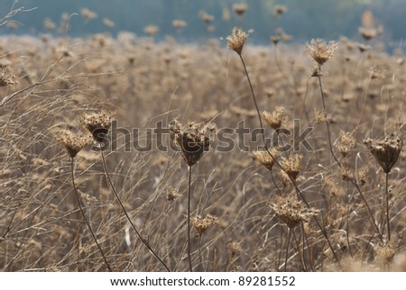 dry wildflower field at fall