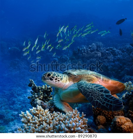 Red sea diving big sea turtle sitting on colorful coral reef Royalty-Free Stock Photo #89290870