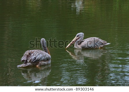 Pair of white pelicans wading in a pond.