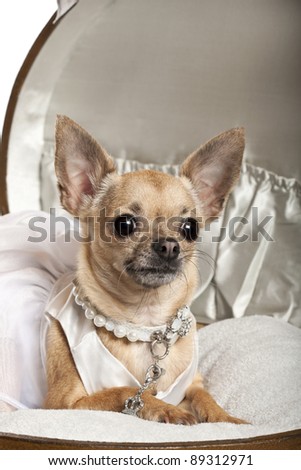 Close-up of Chihuahua in wedding dress, 3 years old, sitting in round luggage in front of white background