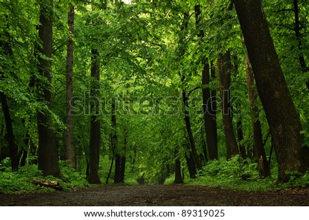 Road in beech forest in spring season