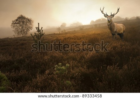 Beautiful forest landscape of foggy misty forest in Autumn Fall with beautiful red deer stag Royalty-Free Stock Photo #89333458