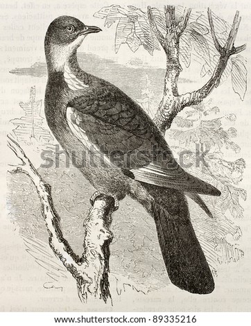 Common Wood Pigeon old illustration (Columba palumbus). Created by Kretschmer and Wendt, published on Merveilles de la Nature, Bailliere et fils, Paris, ca. 1878