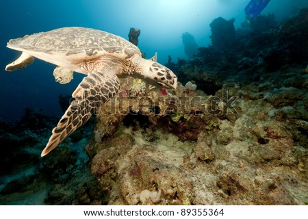 Tropical reef in the Red Sea.