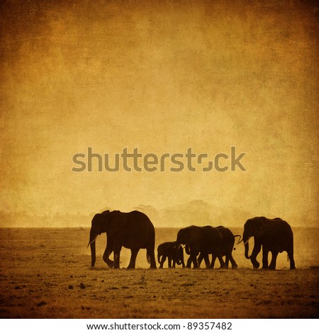 elephant's family, amboseli, kenya