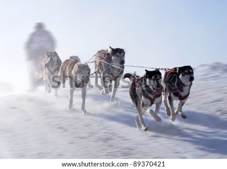 musher hiding behind sleigh at sled dog race on snow in winter Royalty-Free Stock Photo #89370421